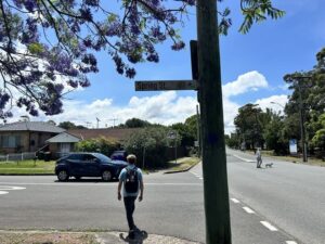 春のオーストラリアの一コマ。高い青い空と紫色のオーストラリアの桜を呼ばれるジャカランダの花が咲く交差点を歩く若い男性。