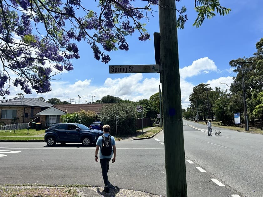 春のオーストラリアの一コマ。高い青い空と紫色のオーストラリアの桜を呼ばれるジャカランダの花が咲く交差点を歩く若い男性。