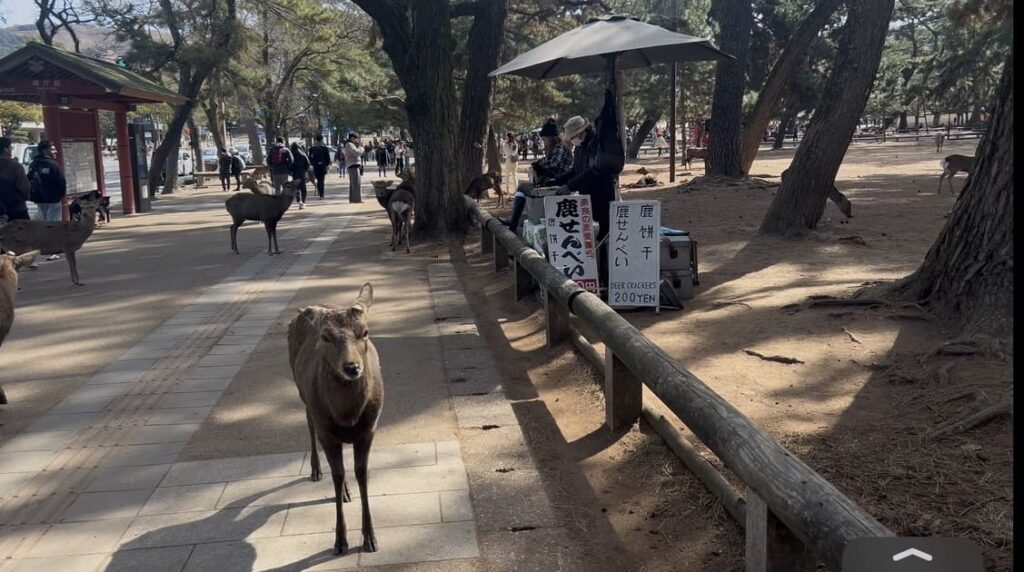 奈良、春日神社で鹿せんべいを売る露店と鹿
