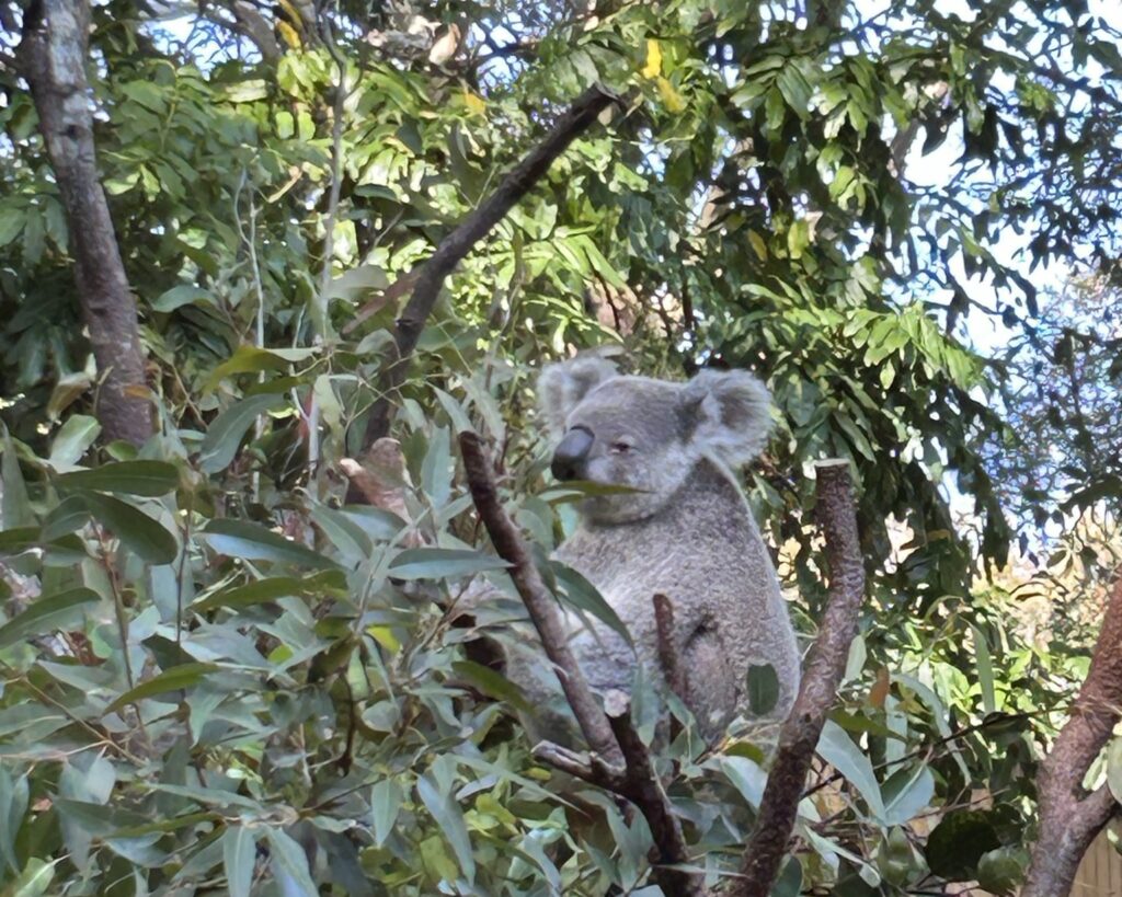 koala-at-australia