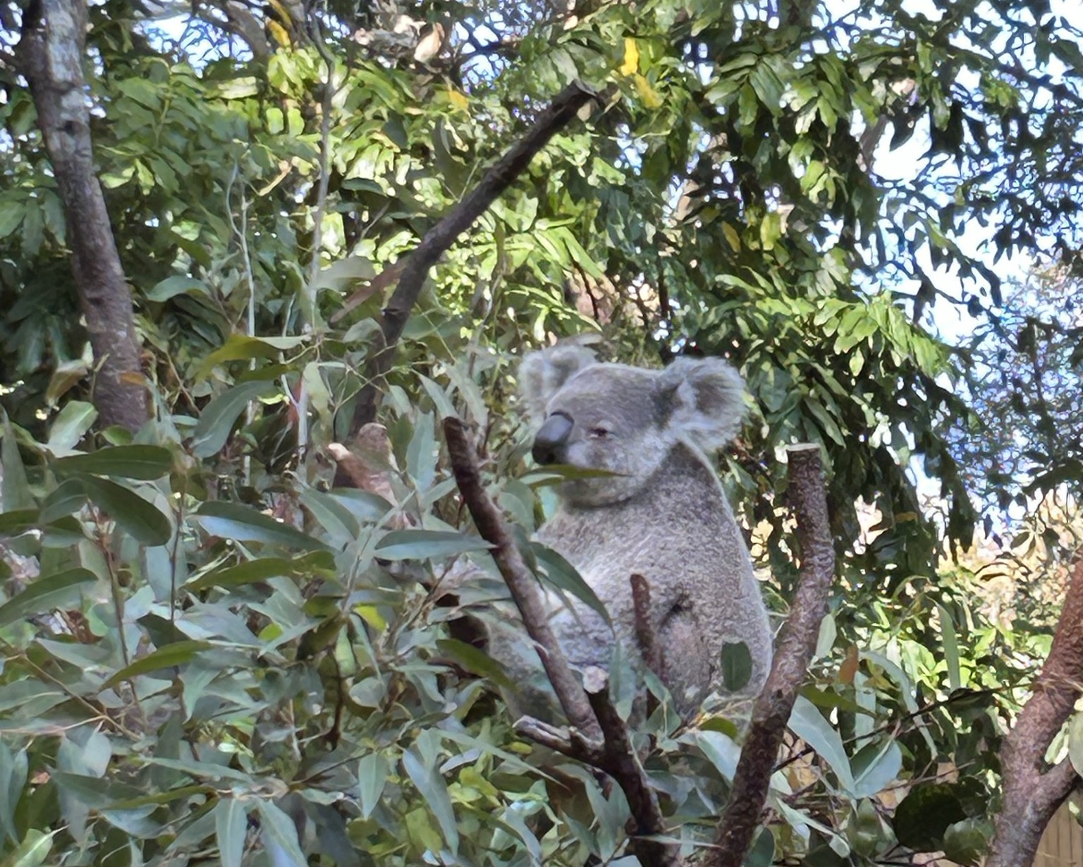 koala-at-australia